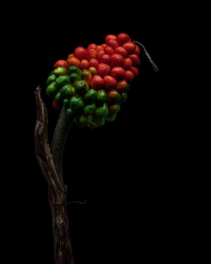 Jack in the Pulpit 2