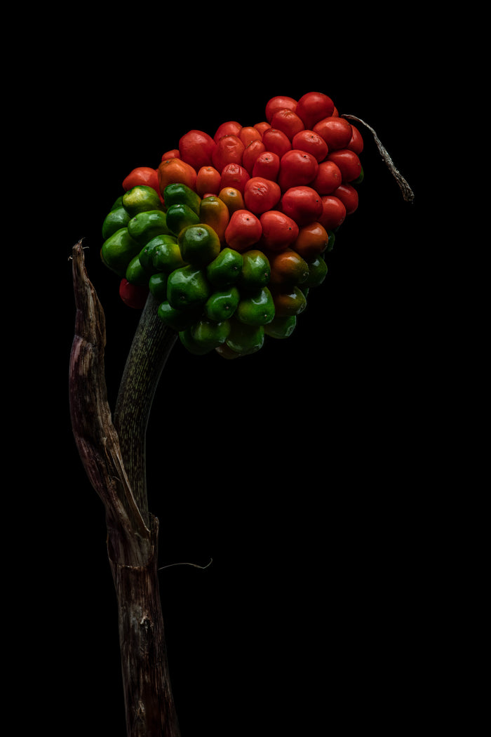 Jack in the Pulpit 2