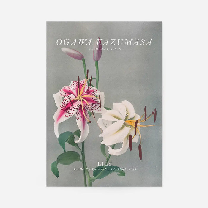 Lily 3 Ogawa Kazumasa Flowers Print, Japanese woodblock print, unframed