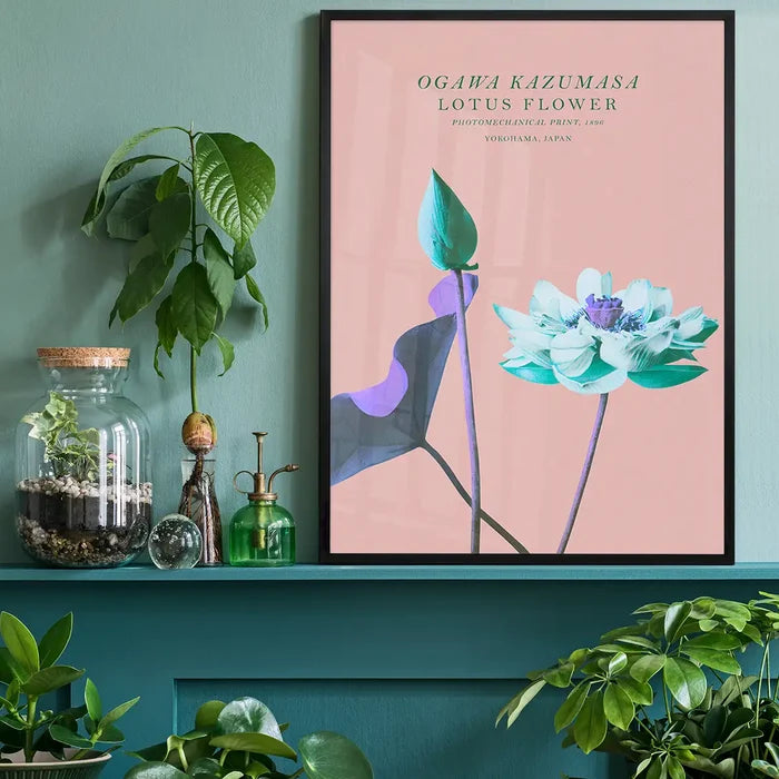 Lotus Flower Inverted Ogawa Kazumasa Flowers Print, Japanese woodblock print black framed on a living room shelf