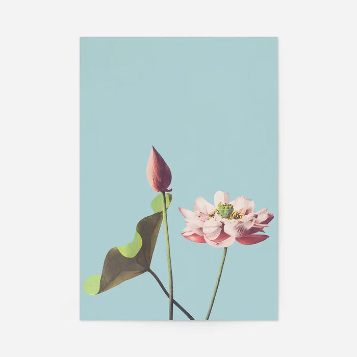 Lotus Flower Ogawa Kazumasa Flowers Print, Japanese woodblock print, unframed