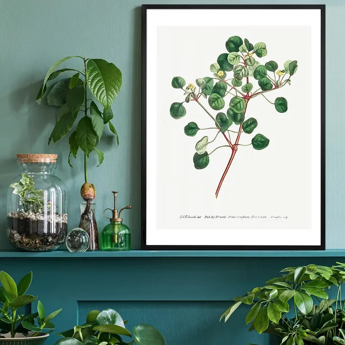 Manchineel Berry Botanical Print black framed on a living room shelf
