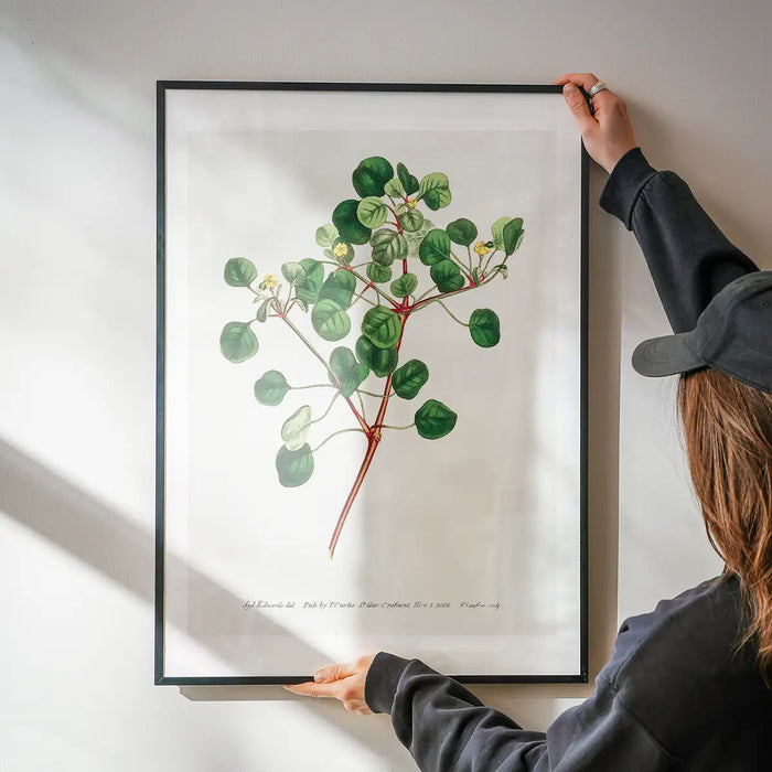 Manchineel Berry Botanical Print being hung on a wall in a black frame