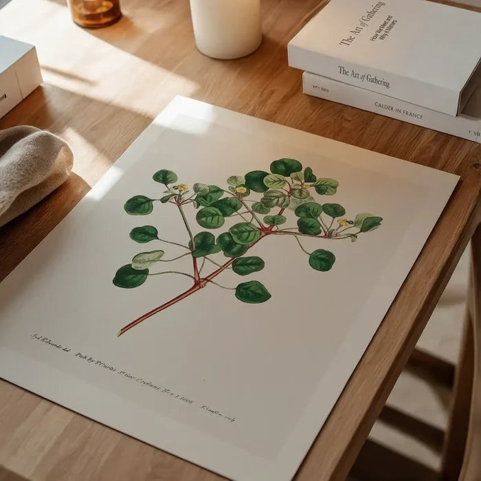 Manchineel Berry Botanical Print unframed on a home office desk