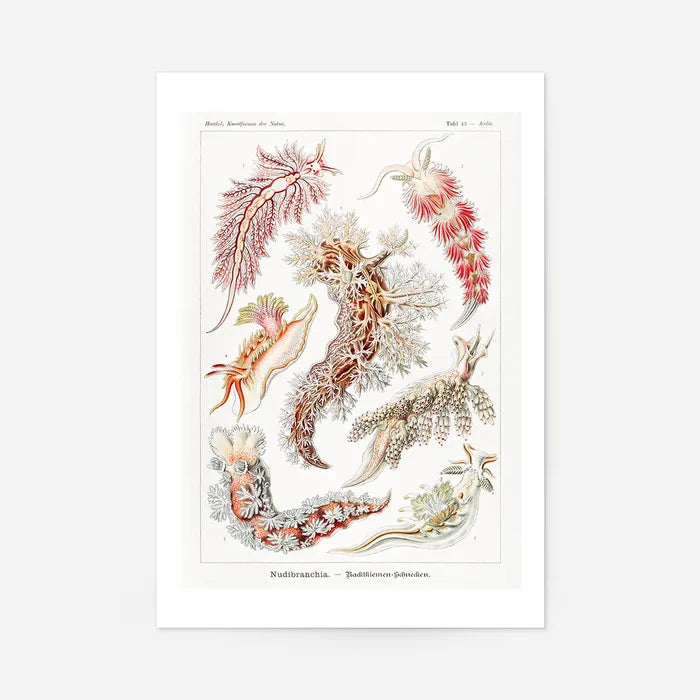 Marine Mollusks Antique Illustration Print