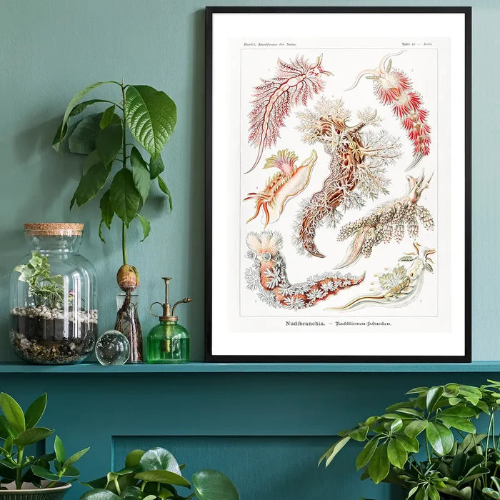 Marine Mollusks Antique Illustration Print black framed on a living room shelf