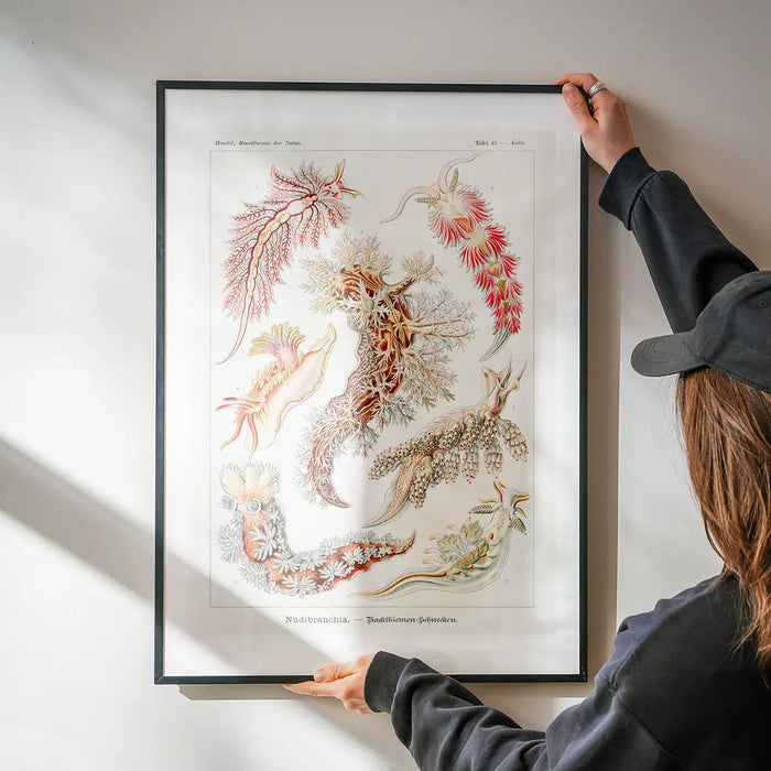 Marine Mollusks Antique Illustration Print being hung on a wall in a black frame