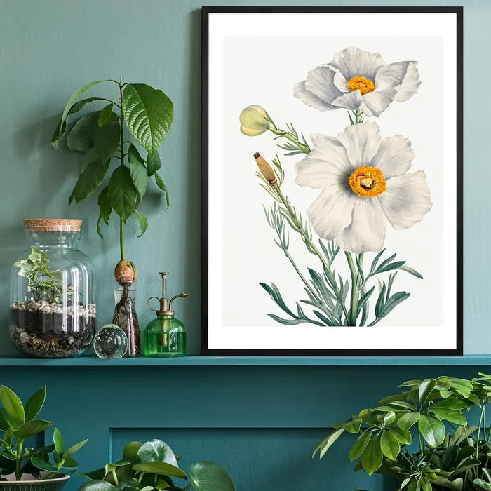 Matilija Poppy Flower Illustration Print, vintage botanical print black framed on a living room shelf