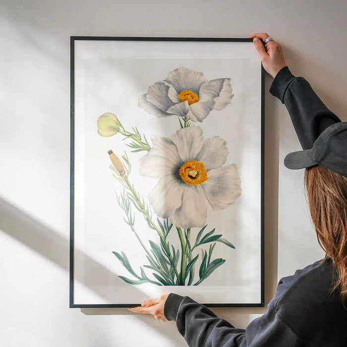 Matilija Poppy Flower Illustration Print being hung on a wall in a black frame