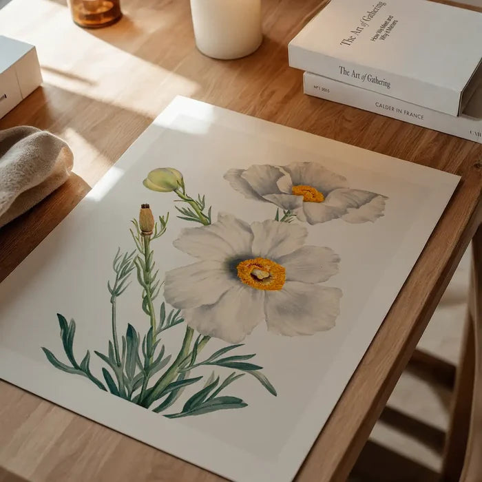 Matilija Poppy Flower Illustration Print, vintage botanical print unframed on a home office desk