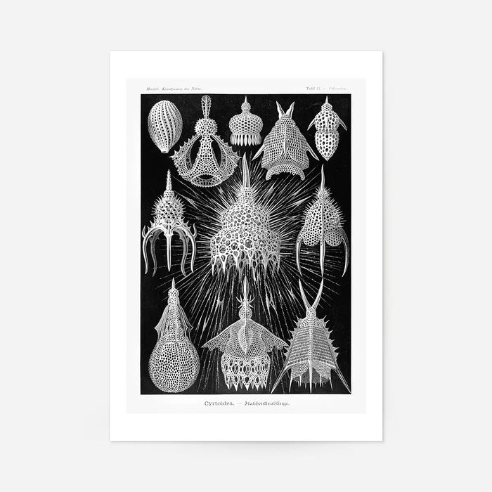 Microorganisms Black and White Illustration Print