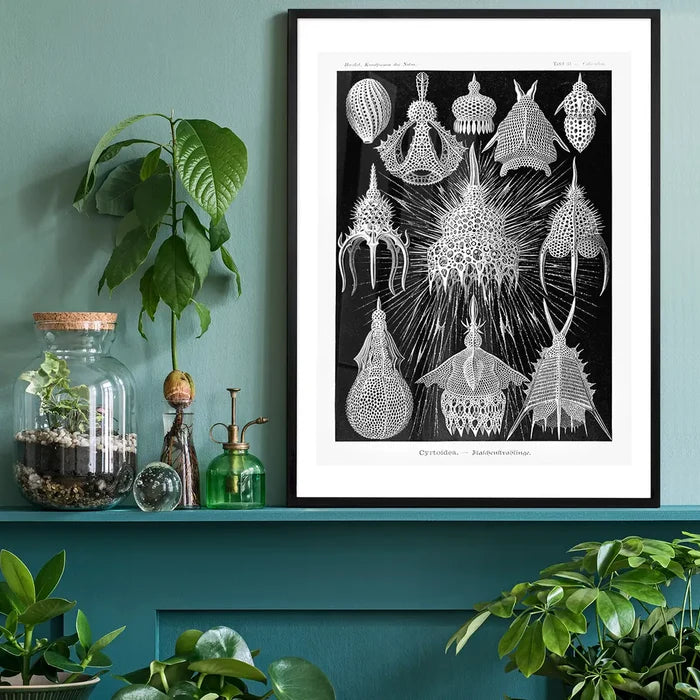Microorganisms Black and White Illustration Print black framed on a living room shelf