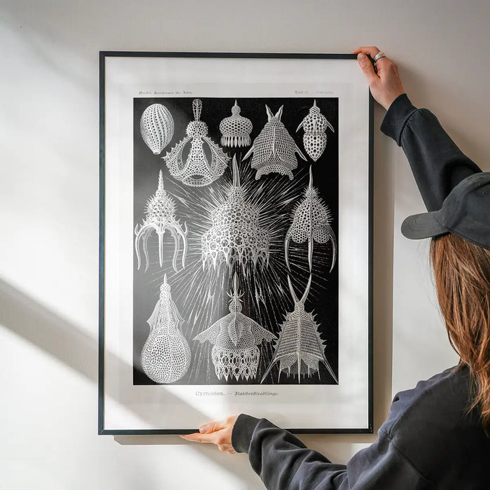 Microorganisms Black and White Illustration Print being hung on a wall in a black frame