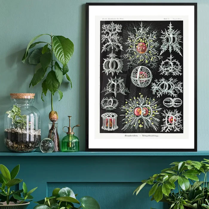 Microorganisms Illustration Print 3 black framed on a living room shelf