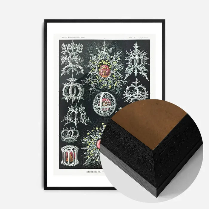21x30cm | 8¼ x 11¾in / Black Wood Frame