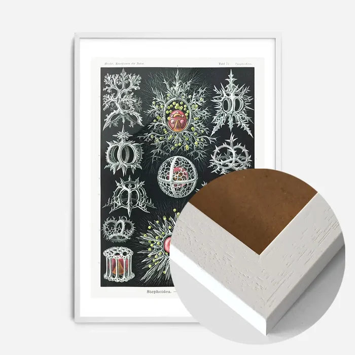 21x30cm | 8¼ x 11¾in / White Wood Frame