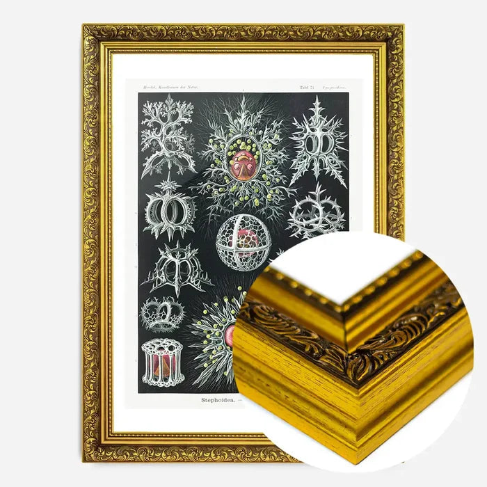 21x30cm | 8¼ x 11¾in / Gold Ornate Frame