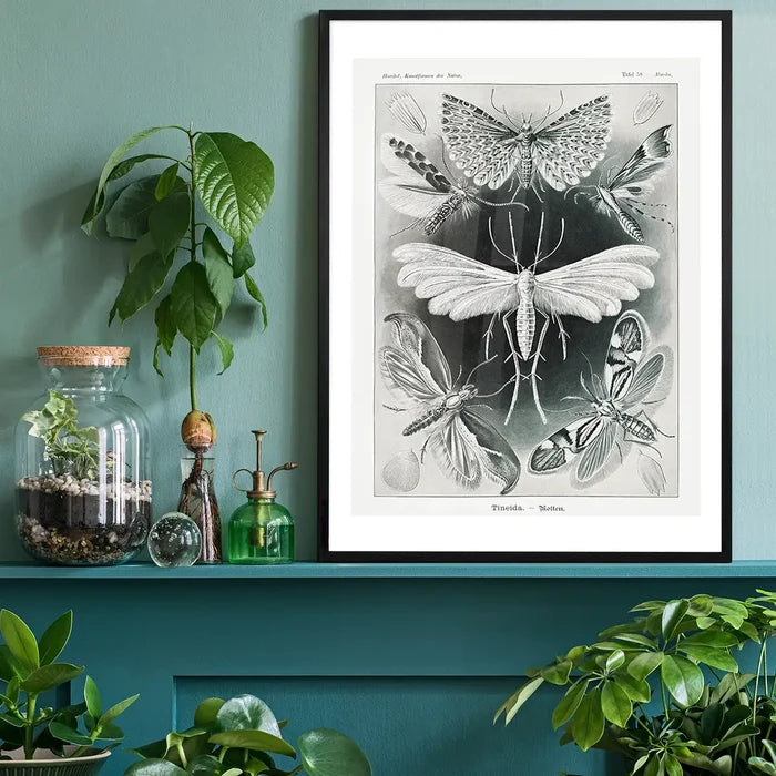 Moths Black & White Illustration Gothic Print black framed on a living room shelf