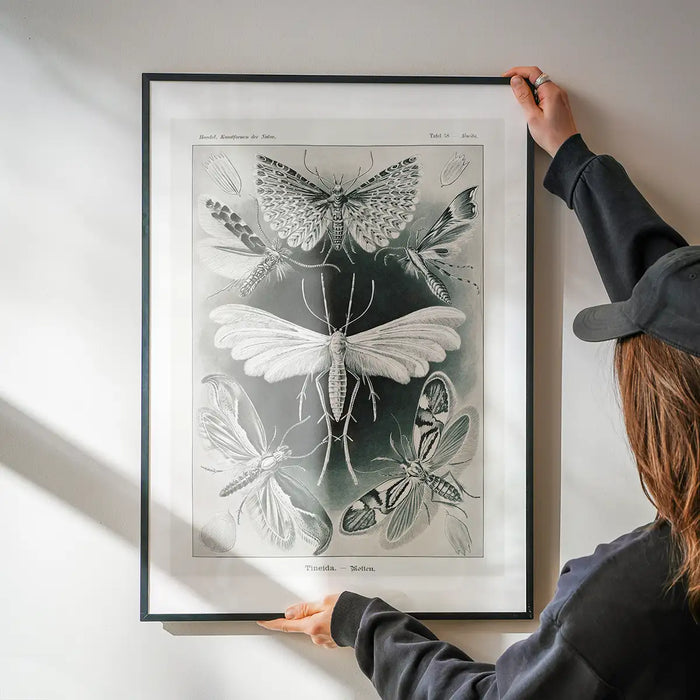Moths Black & White Illustration Gothic Print being hung on a wall in a black frame