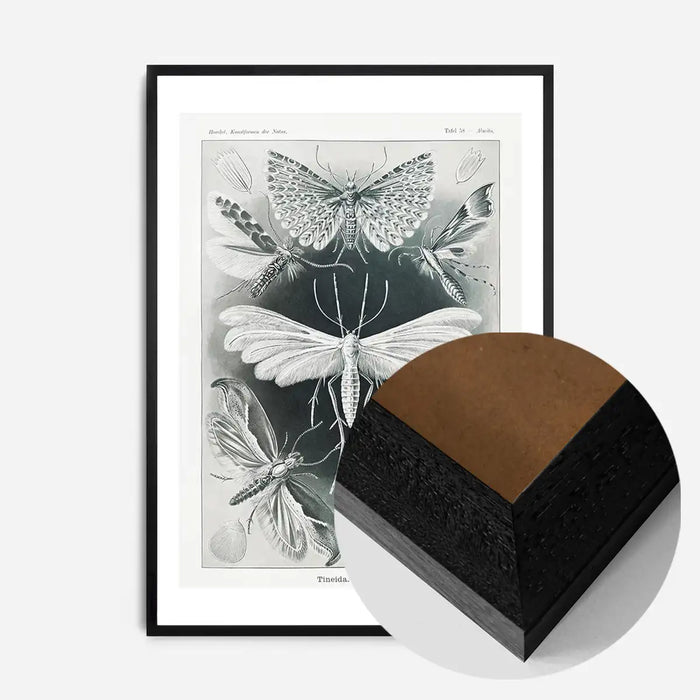 21x30cm | 8¼ x 11¾in / Black Wood Frame