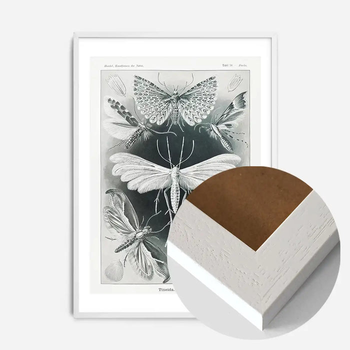 21x30cm | 8¼ x 11¾in / White Wood Frame
