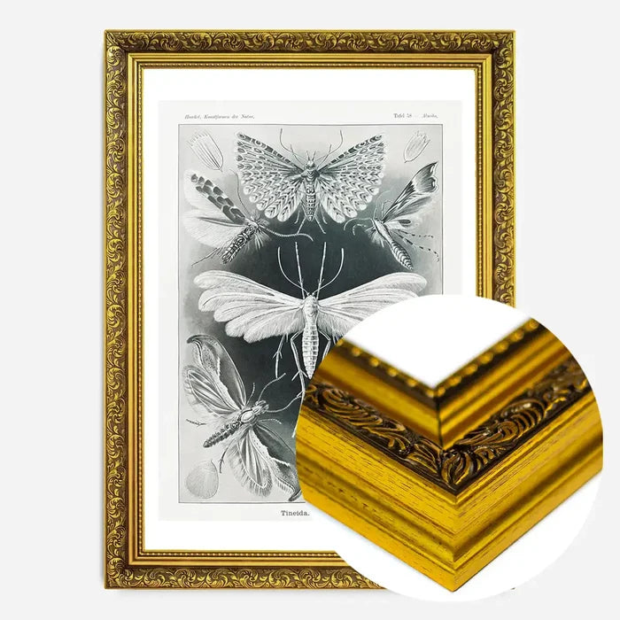 21x30cm | 8¼ x 11¾in / Gold Ornate Frame