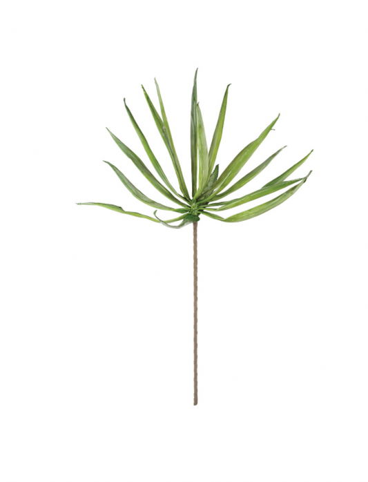 Palm Botanical