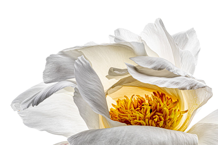Peony 27