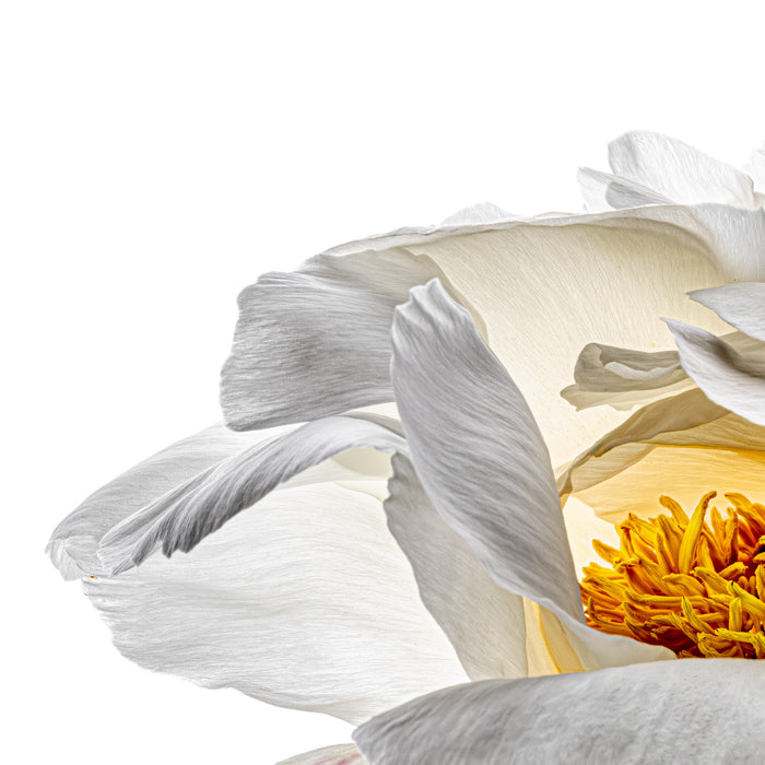 Peony 27