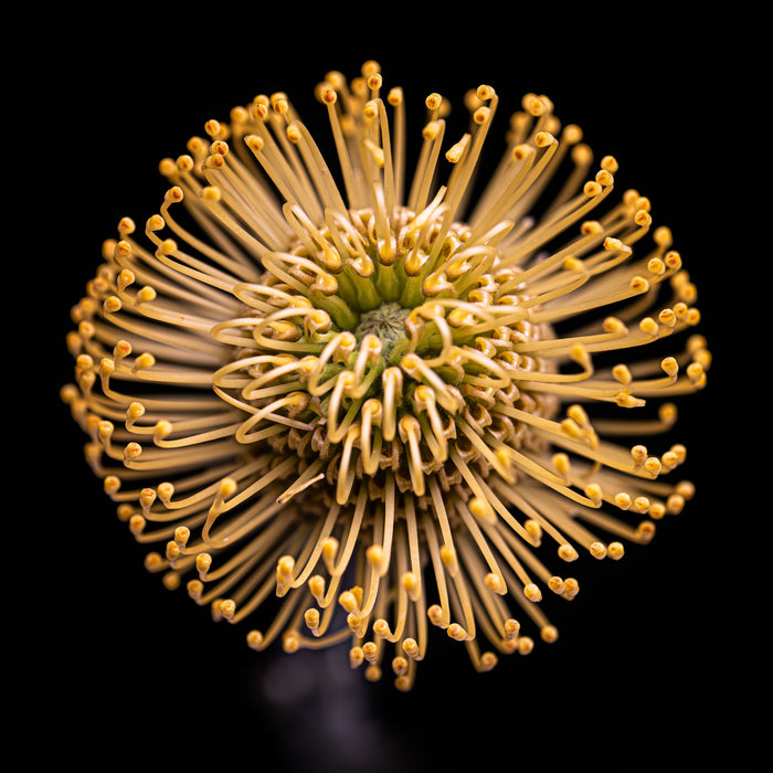 Pincushion 1