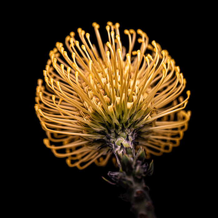 Pincushion 2