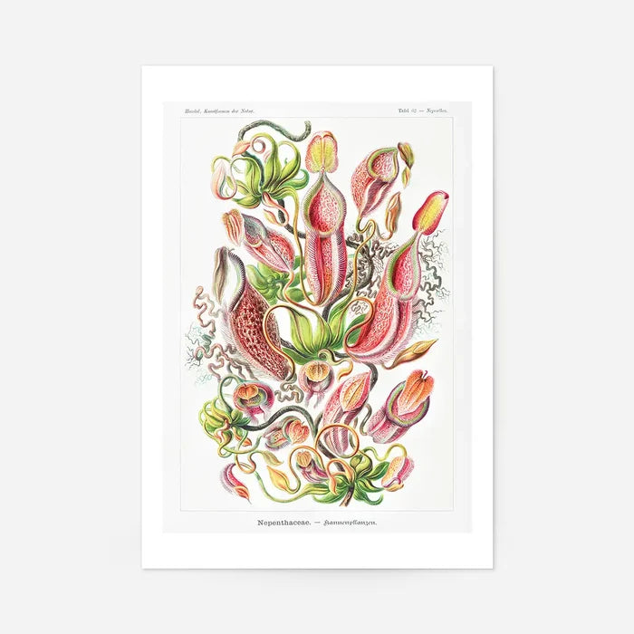 Pitcher Plants Botanical Illustration Print