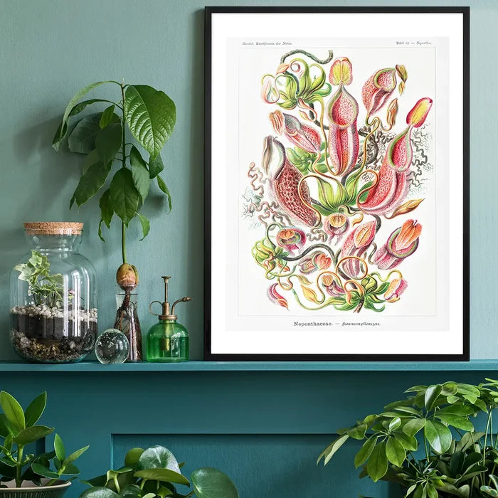 Pitcher Plants Botanical Illustration Print black framed on a living room shelf