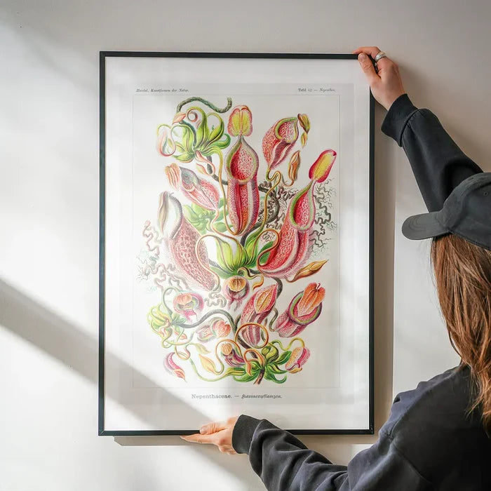 Pitcher Plants Botanical Illustration Print being hung on a wall in a black frame
