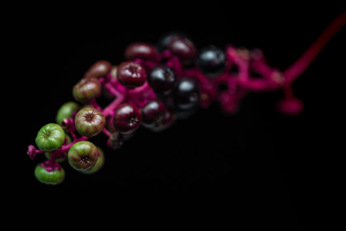 Pokeweed 4