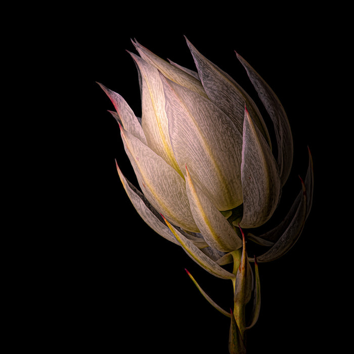 Protea 1