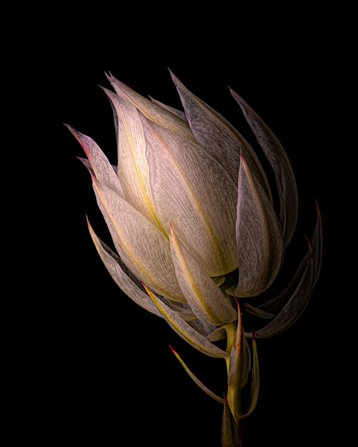 Protea 1