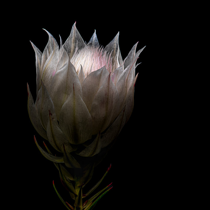 Protea 2
