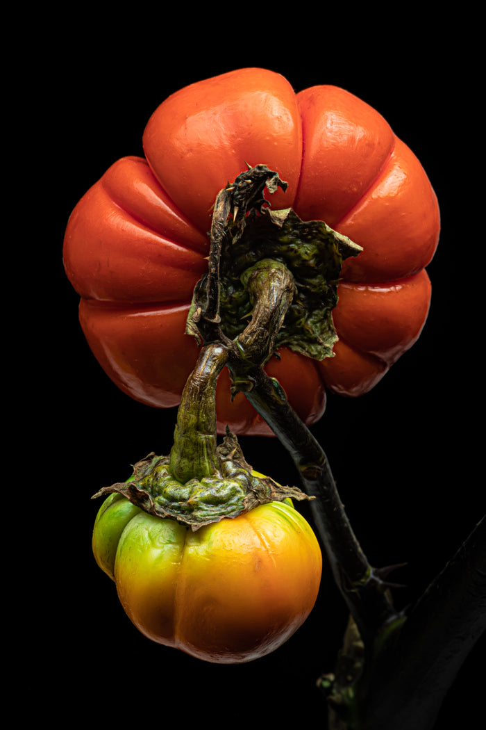 Pumpkin Tree 1
