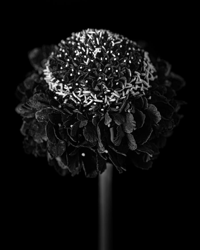 Scabious 1