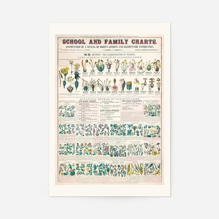 School and Family Charts - Classification of Plants Botanical Chart