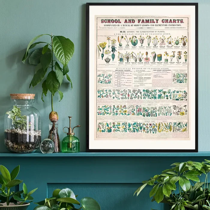 School and Family Charts - Classification of Plants Botanical Chart print black framed on a living room shelf