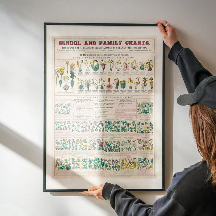 School and Family Charts - Classification of Plants Botanical Chart print being hung on a wall in a black frame