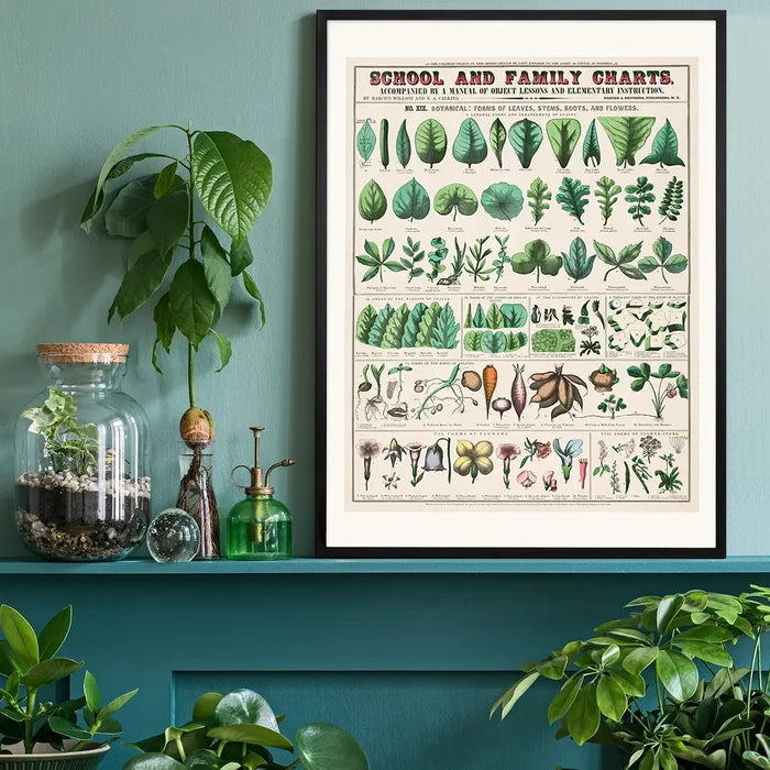 School and Family Charts - Leaves Stems Roots Flowers Diagram Print black framed on a living room shelf