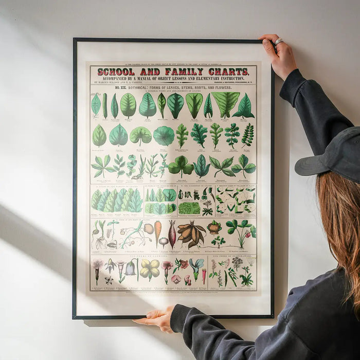 School and Family Charts - Leaves Stems Roots Flowers Diagram Print being hung on a wall in a black frame