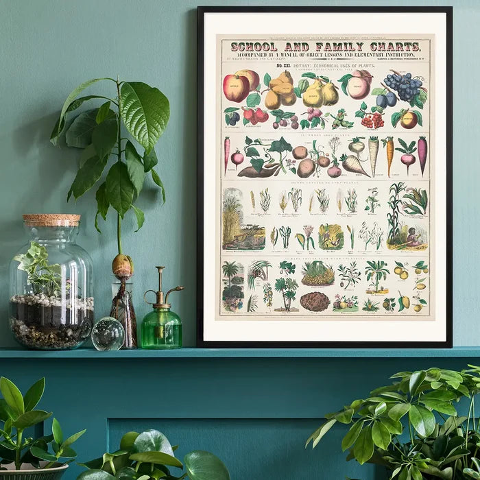 School and Family Charts - Uses of Plants 2 Botanical Print black framed on a living room shelf