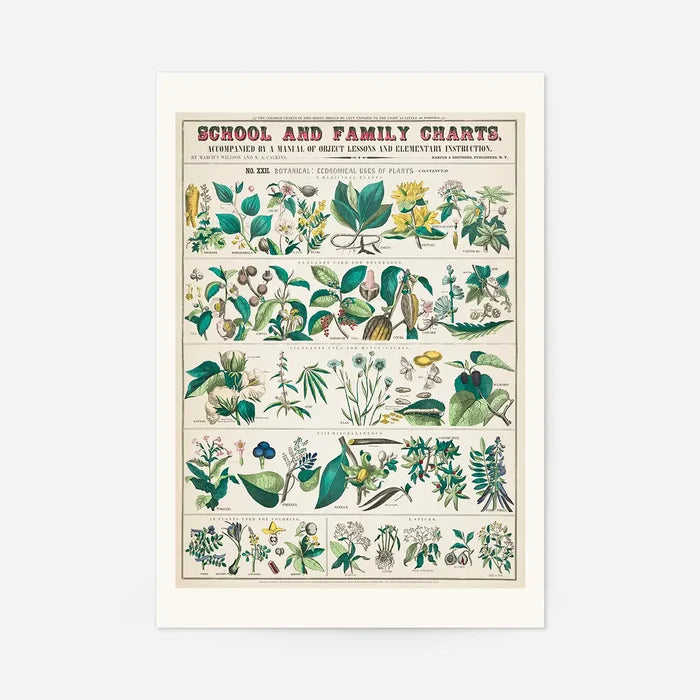 School and Family Charts - Uses of Plants Botanical Print