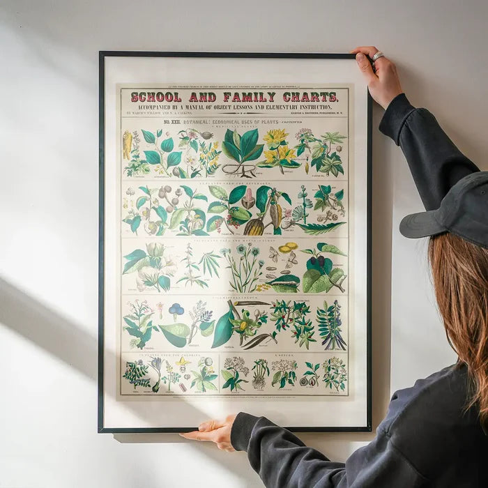 School and Family Charts - Uses of Plants Botanical Print being hung on a wall in a black frame