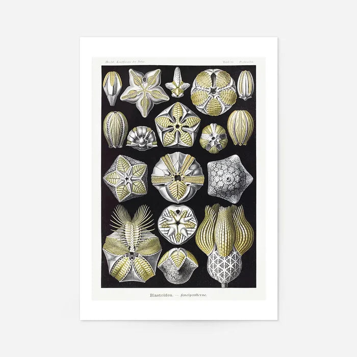 Silver & Gold Marine Animals Vintage Illustration Print