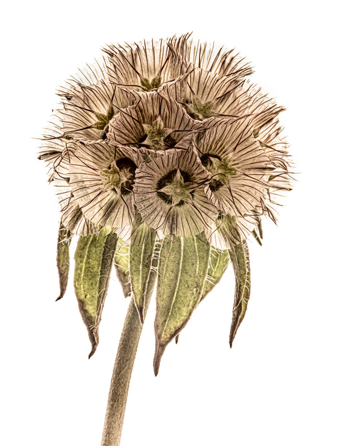 Starflower 2